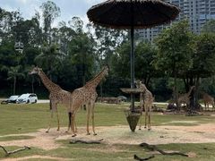 -麒麟中餐厅·经典粤菜·地道菜式老字号(广州长隆酒店)