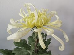 -杭州植物园