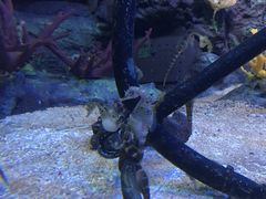 -上海海洋水族馆