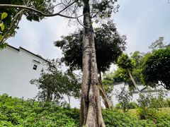 -深圳国际园林花卉博览园