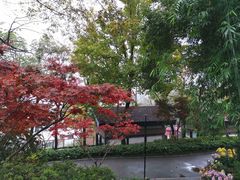 -MAMACHA妈妈茶(岳麓山店)