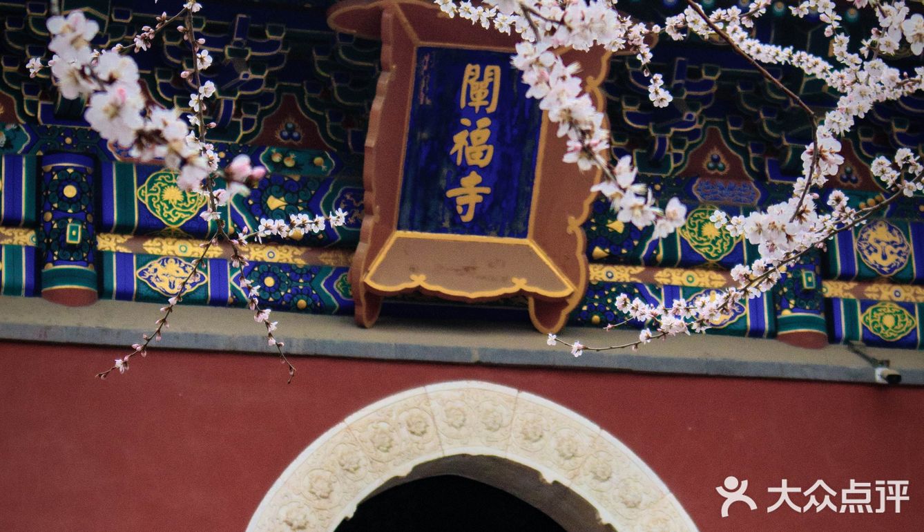 花开正当时🌸 北海白塔之下，是山桃的舞蹈