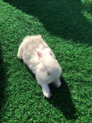 -萌宠亲子动物乐园(槐房万达店)