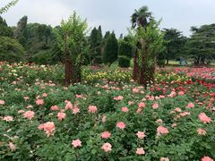 -上海滨江森林公园