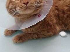 -宠福鑫康馨动物医院·骨科·眼科