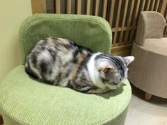 -猫和宫(六道口店)