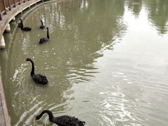 -溱湖国家湿地公园