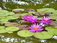 -国家植物园南园