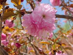 -长白岛森林公园