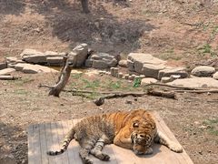 -大连森林动物园