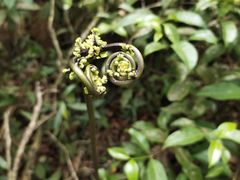 -云南屏边大围山国家公园