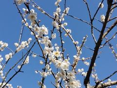 -广州市流溪河国家森林公园