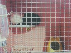 -藦茜花园宠物主题亲子互动体验馆(国顺东路店)