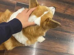-豆柴町-柴犬主题狗咖(红鼎国际C座店)