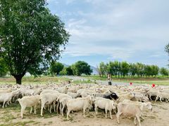 -敕勒川草原文化旅游区