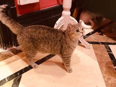 -猫色咖啡·猫咖