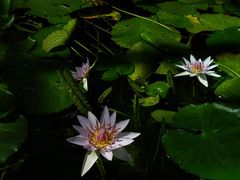 -国家植物园南园