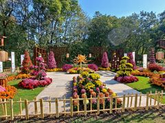 -上海共青森林公园