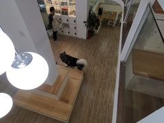 -李小姐の猫咖啡馆(五角场店)