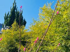 -崇圣寺三塔文化旅游区