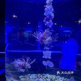 和美人鱼一起潜水啦