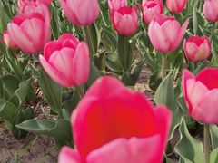 -北京世界花卉大观园