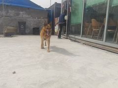 -宠物寄养训练学校