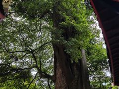 -峨眉山报国寺
