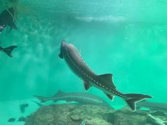 -太平洋海底世界