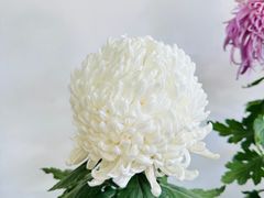 -杭州植物园