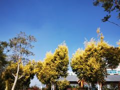 -安宁市宁湖森林公园