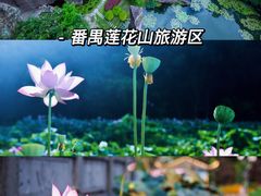 -大湾区中央湿地公园