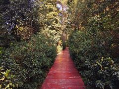 -铁山坪森林公园