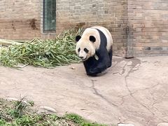 -都江堰中华大熊猫苑