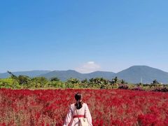 -亚龙湾国际玫瑰谷
