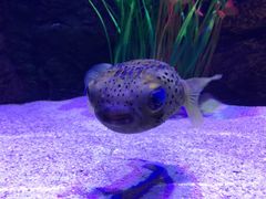 -梦幻海洋王国(吾悦广场张家港店)