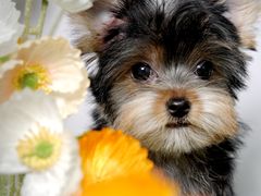 -翊宠yipet猫狗购宠庄园犬舍•猫舍