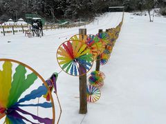 -武陵山森林公园