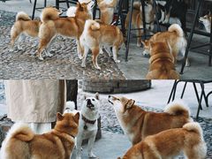 -柴犬高等学院·狗咖·柴犬售卖·宠物训练