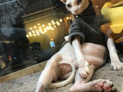 -欣宠猫屋·矮脚拿破仑·蓝金金渐层