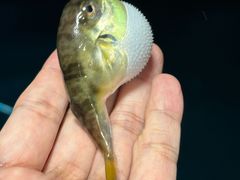 -东山码头