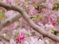 -海棠花溪(元大都城垣遗址公园)