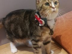 -啵啵喵·猫咖(攀华国际店)