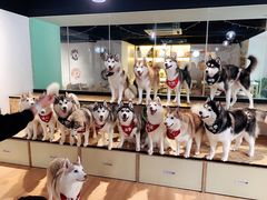-Husky Go! 哈士奇体验馆·宠物咖啡厅狗咖