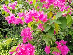 -中旅阿那亚九龙湖·公主酒店