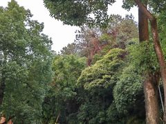 -铁山坪森林公园