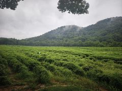 -中国茶叶博物馆(双峰馆区)
