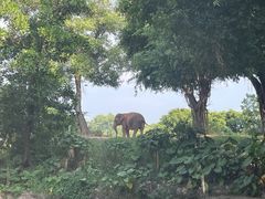 -深圳野生动物园