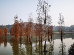-顺峰山公园