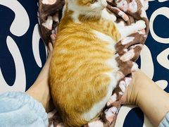 -伟伟宠物医院·瑞派猫友好医院·猫科(光谷店)
